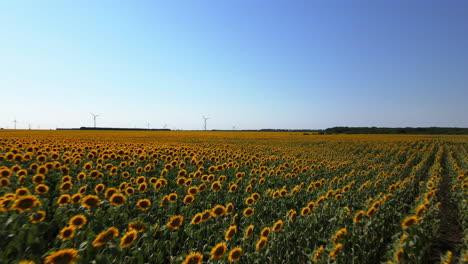 A-running-shot-of-sunflowers-blooming-in-the-field