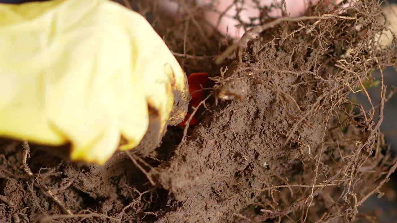 작은 삽으로 뿌리를 준비하는 가정 원예