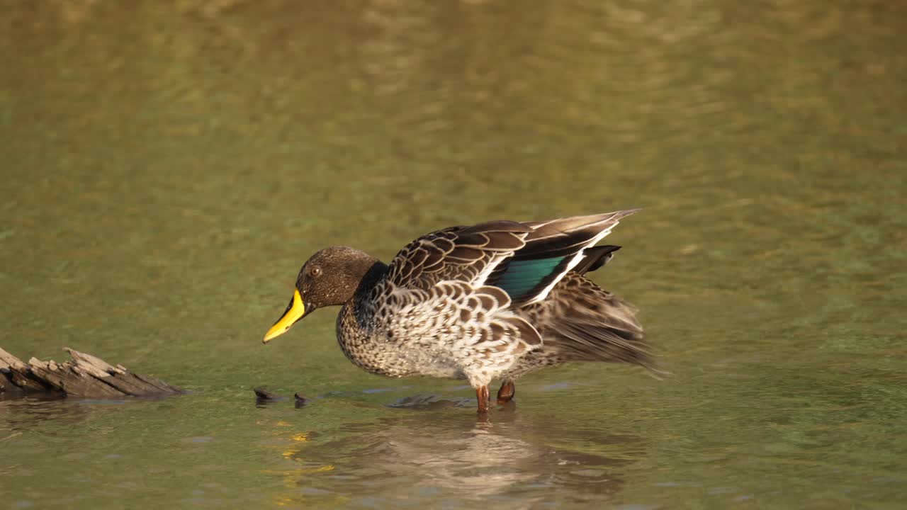 Un'anatra dal becco giallo sbatte le ali su un tronco nel fiume e si liscia le piume arruffate per asciugarsi.