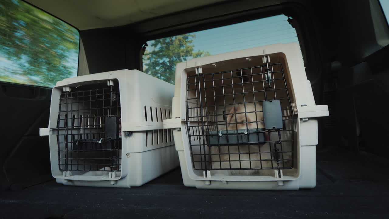 차 트렁크에 동물을 수송하기 위한 두 개의 우리 차는 강아지와 함께 두 개의 우리를 운반합니다