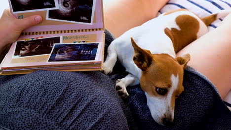 jack russell puppy comforts and cuddles on lap of pregnant mom - loving behavior