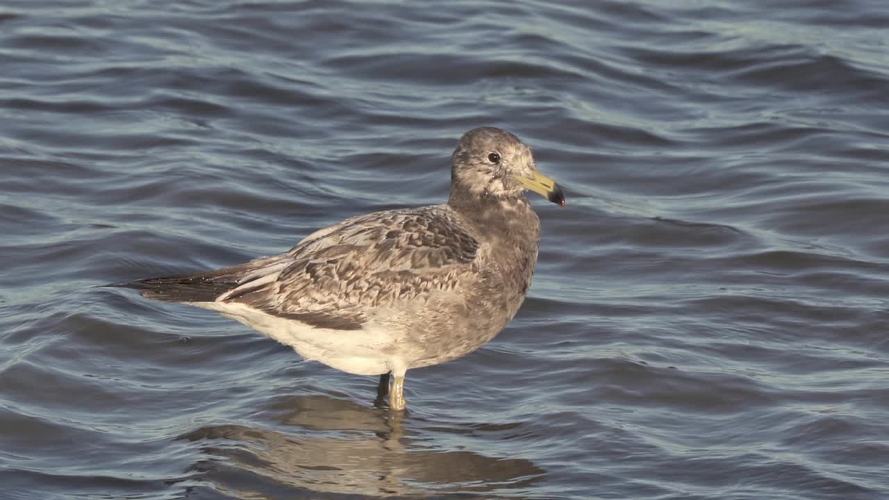 Lone Olrog&rsquo;s gull stands in shallow water and dips beak, close view