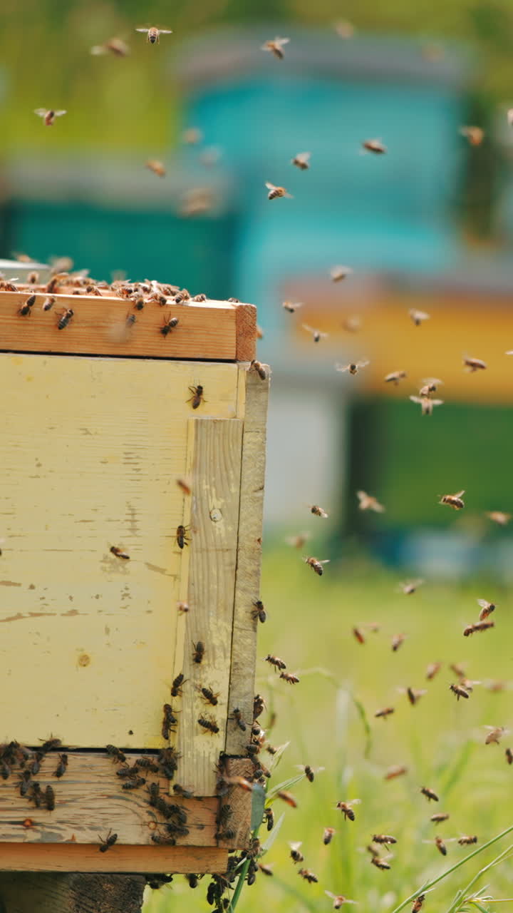 Multiple bee colony disturbed by the apiarist check out. Honey insects coming back to their homes. Apiary in blur at backdrop. Vertical video