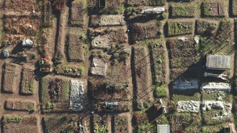 Asignación-De-Jardines-Urbanos,-Vista-Aérea-Del-Jardín-Comunitario-Con-Lotes-Pequeños-En-El-área-De-La-Ciudad,-Producción-De-Alimentos-Orgánicos