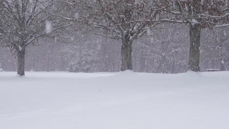 a snow covered park in atlanta, georgia on january 10th, 2025.