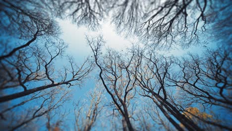 look up through the leafless tree-tops to the cloudless blue autumn sky