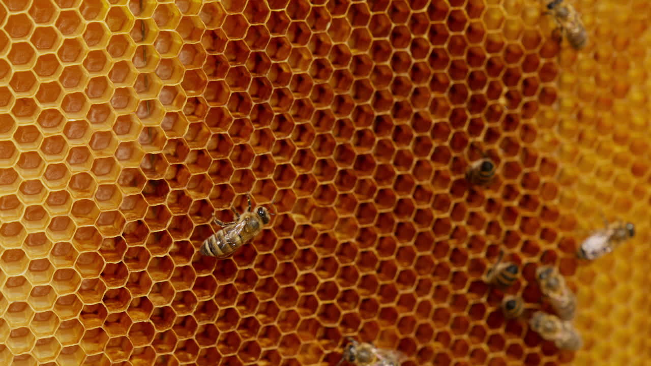 Some worker bees crawling around the empty wax cells. Hardworking insects creating the honeycombs. Close up.