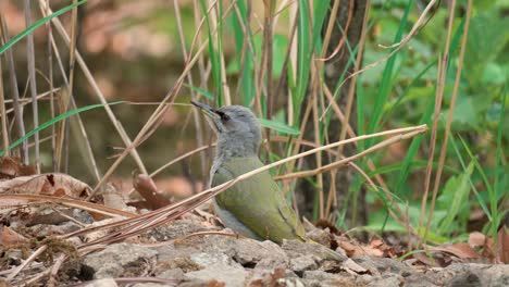 el pájaro carpintero de cabeza gris hembra posado forrajeando en el suelo del bosque y bajo las piedras