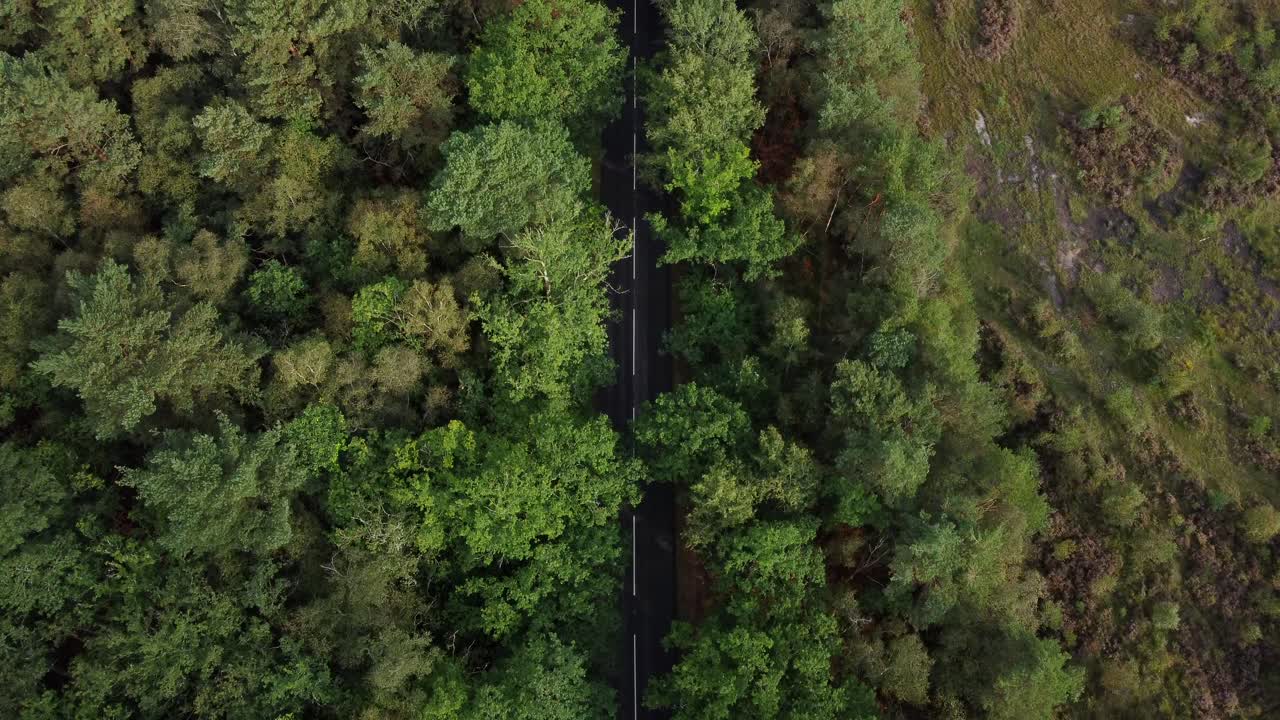 un camino rural vacío rodeado de bosque