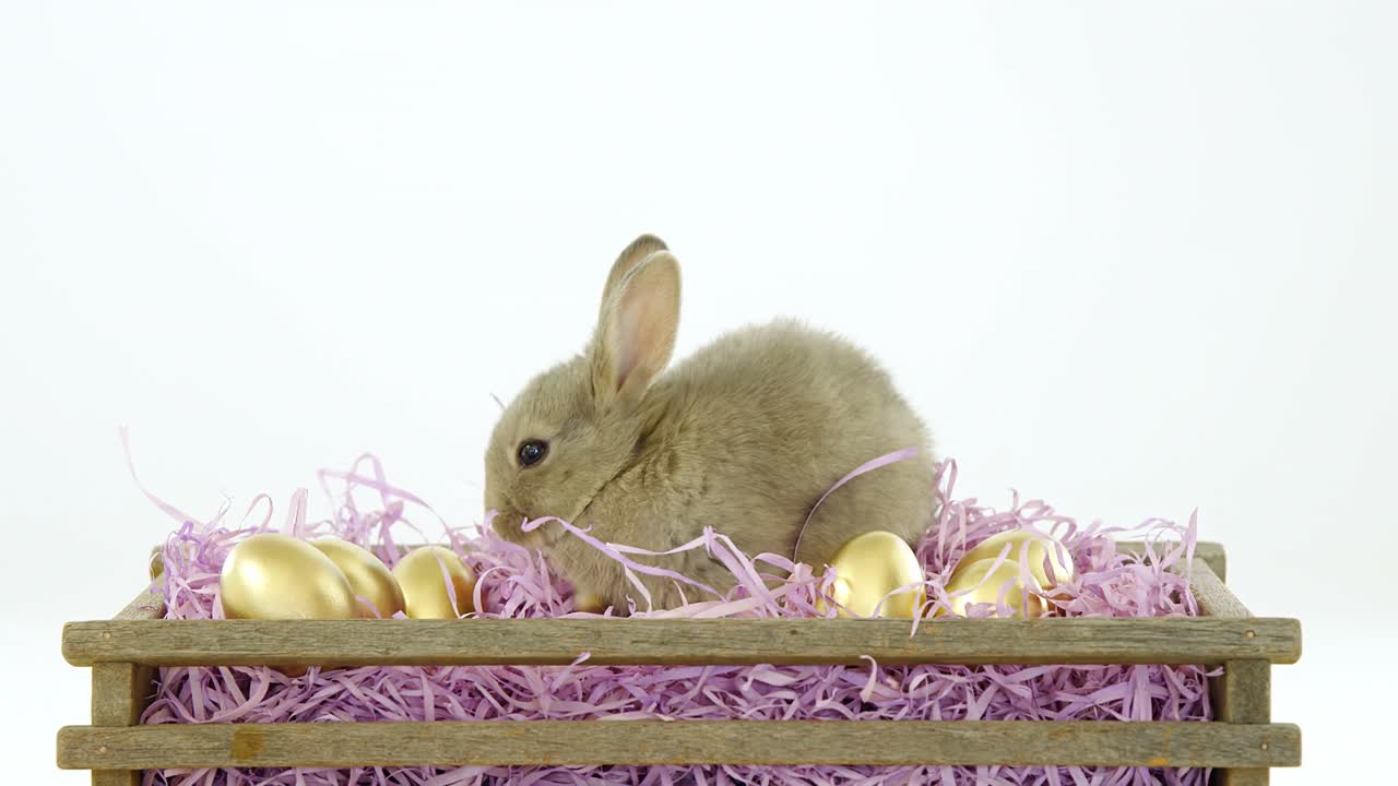 Ovos de Páscoa dourados com coelho da Páscoa em caixa