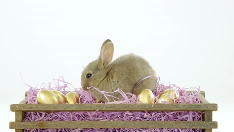 huevos de pascua dorados con conejo de pascua en una caja