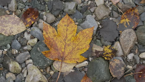 yellow maple leaves autumn foliage