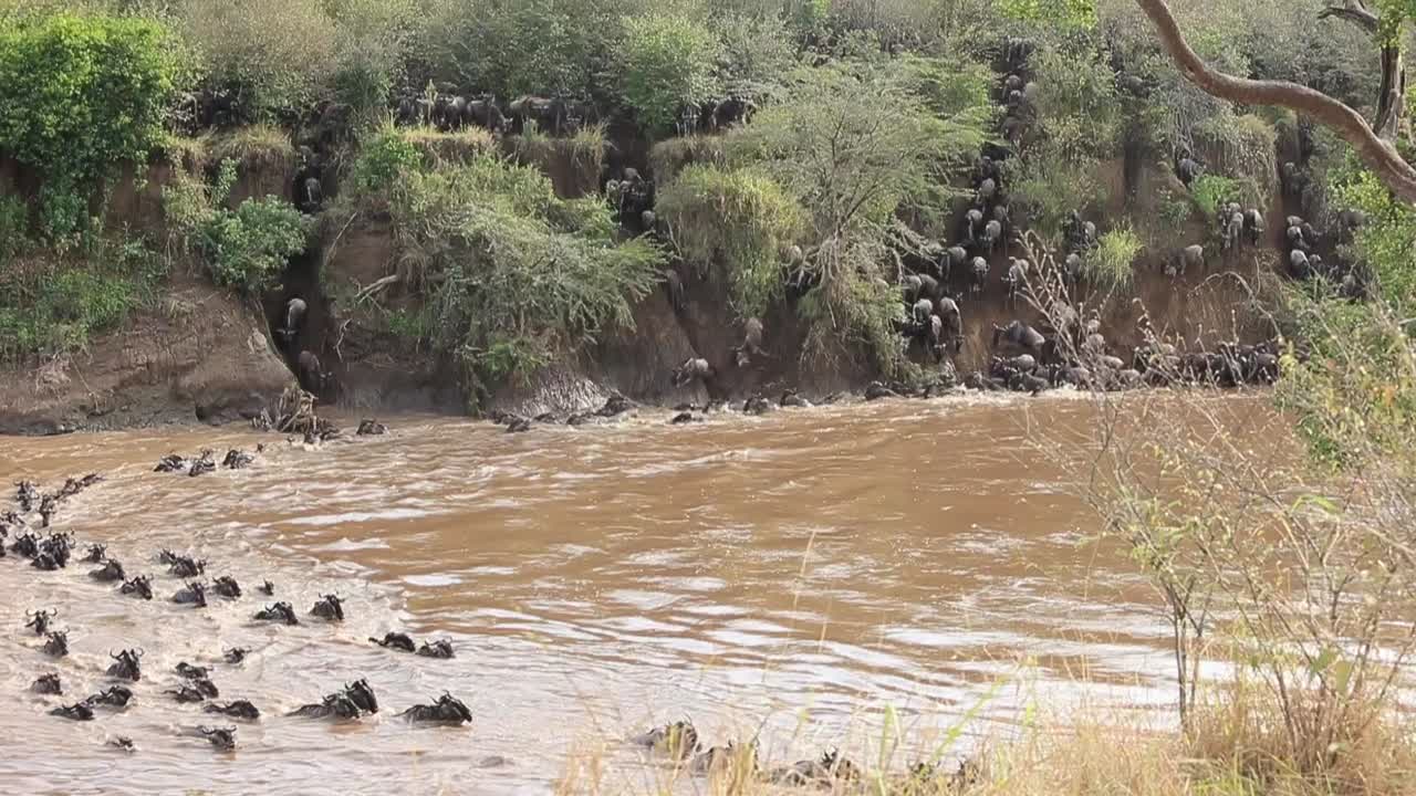 peligroso cruce de río fangoso por confusión de ñus en kenia
