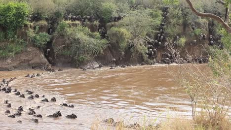 Gefährliche-Schlammige-Flussüberquerung-Zur-Verwechslung-Von-Gnus-In-Kenia