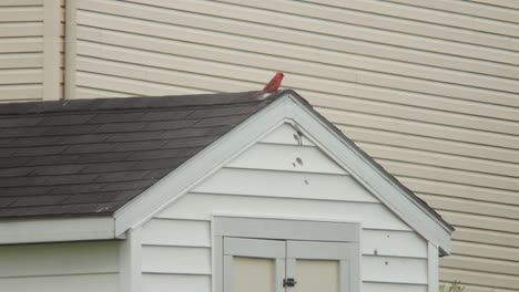 pájaro posado en un cobertizo blanco