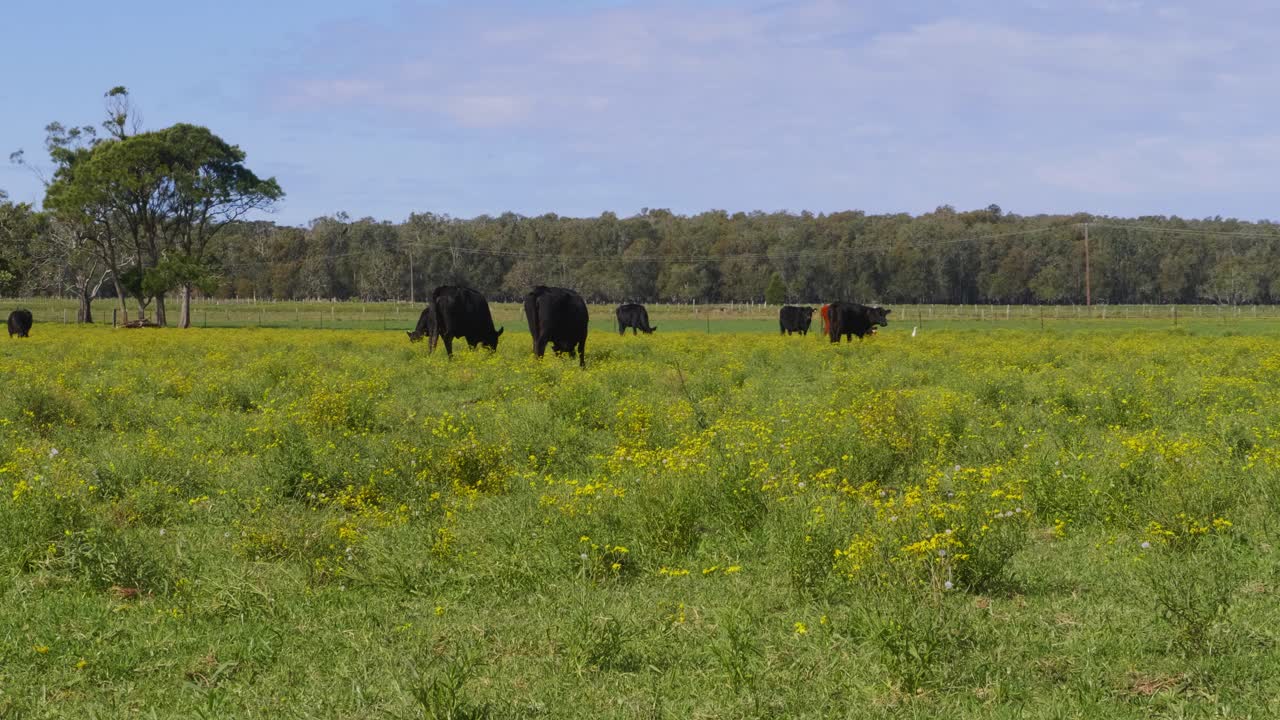Una mandria di bovini che pascola sul campo con erba verde lussureggiante - Campagna a Crescent Head Village - NSW, Australia.