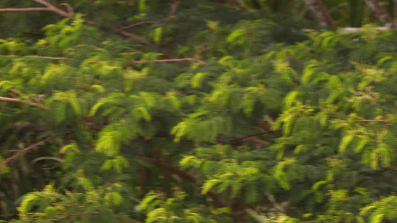 Single Blue and Yellow macaw flies and glides over the amazon rainforest with its wide spread wings