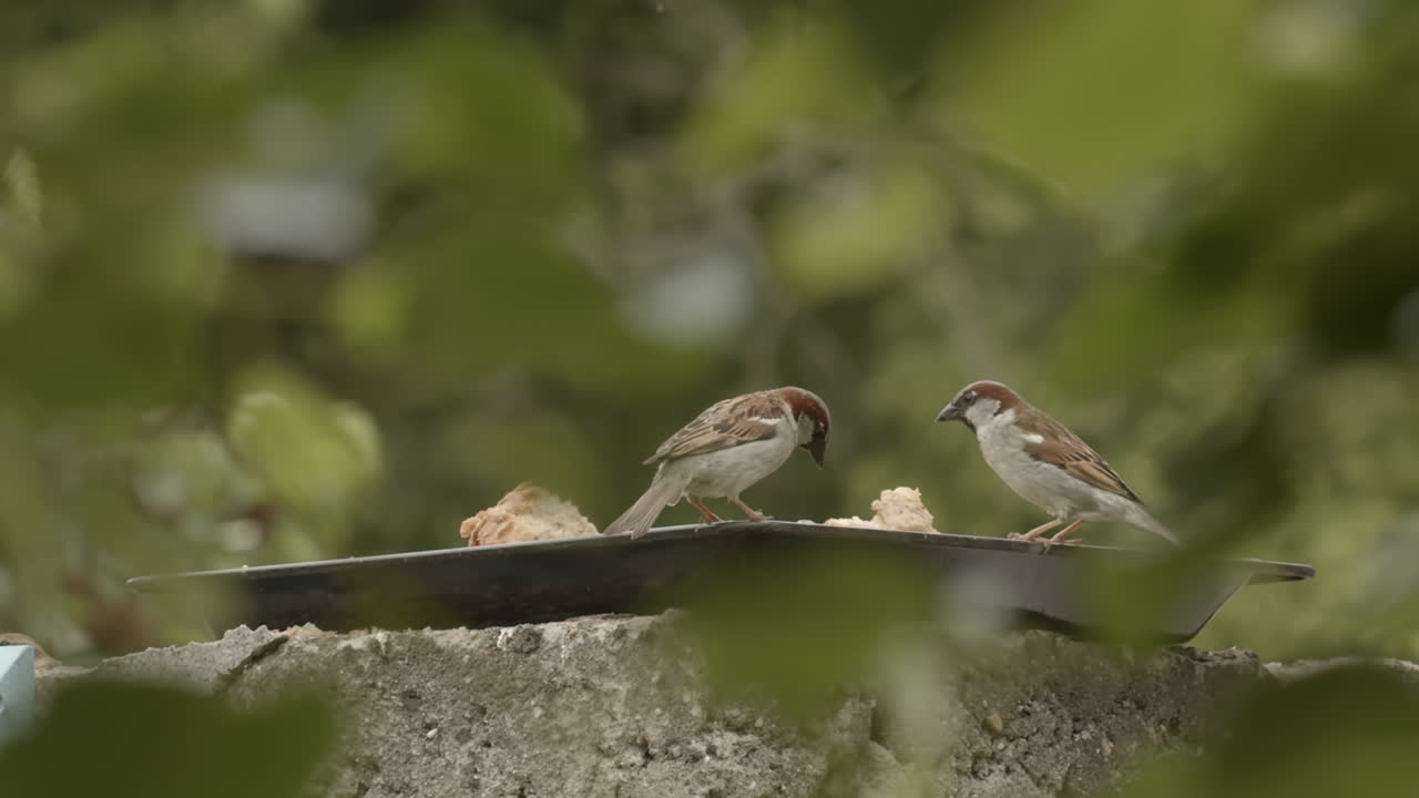 View through leaves as sparrow birds eat from tray outdoors