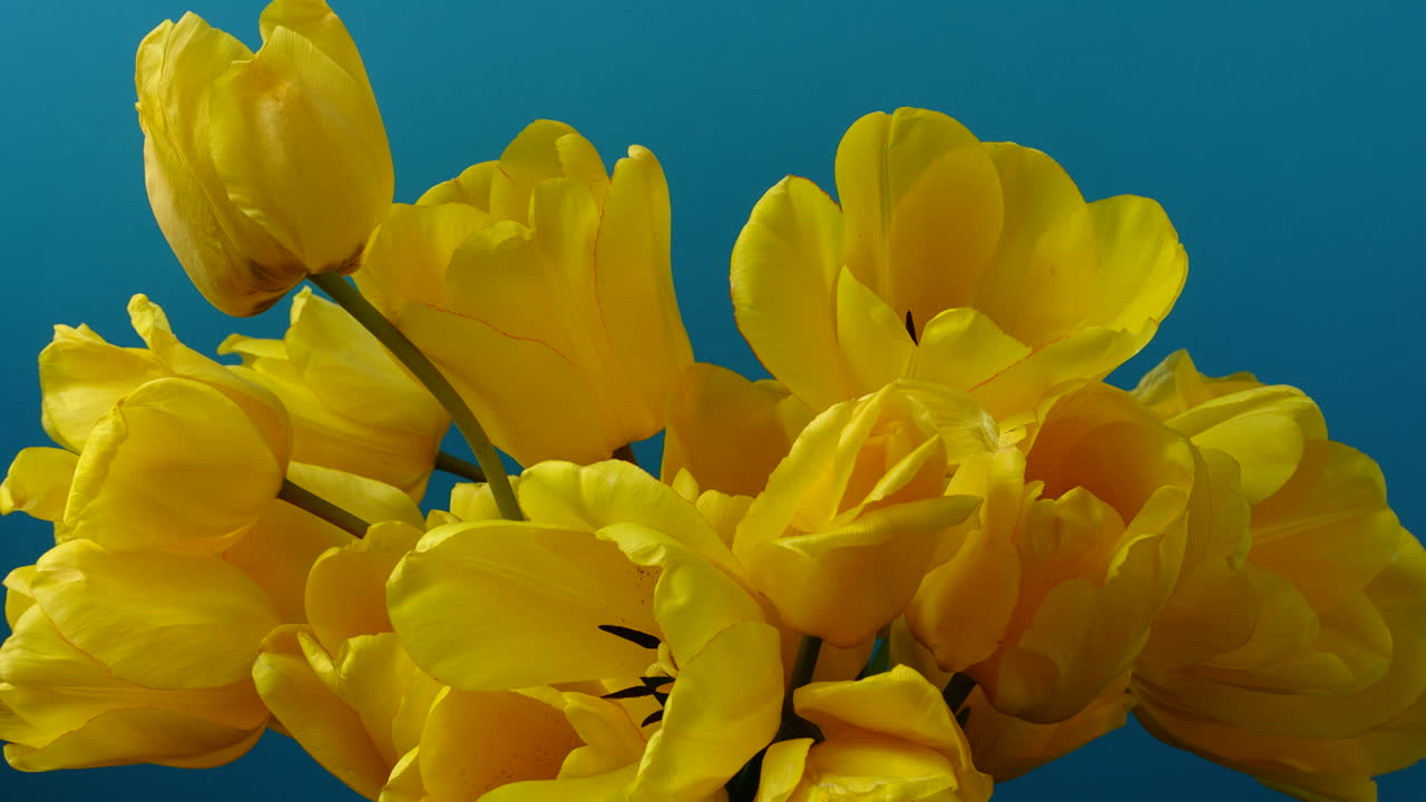 Optagelse af tulipaner, åbnende knopper. Timelapse. Optagelse af blomster.