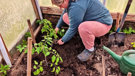 woman planting tomato seedlings in greenhouse soil with garden tools nearby