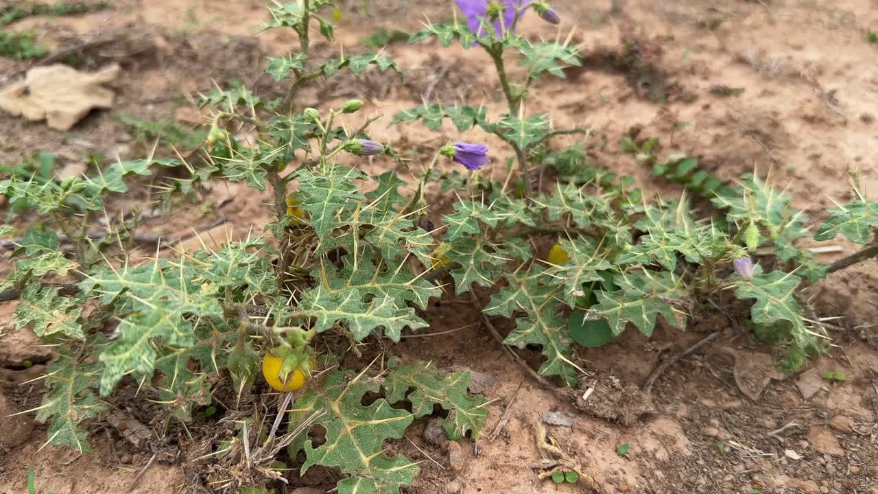 Tracking shot of Carolina horsenettle (Solanum carolinense) plant with small yellow berry like fruit