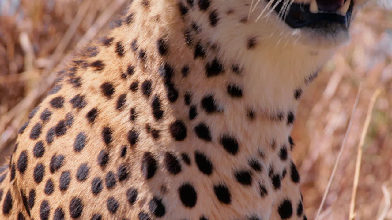 Close up tilt shot of a cheetah's head scanning the area in Kenya