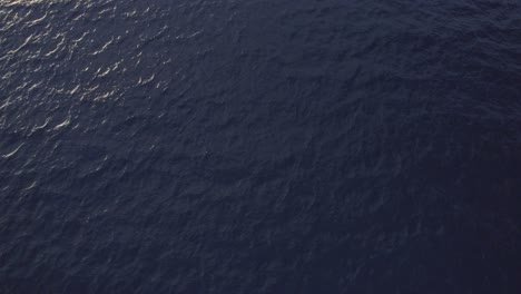 Aerial-View-Humpback-Whales--Swimming-In-The-Sea