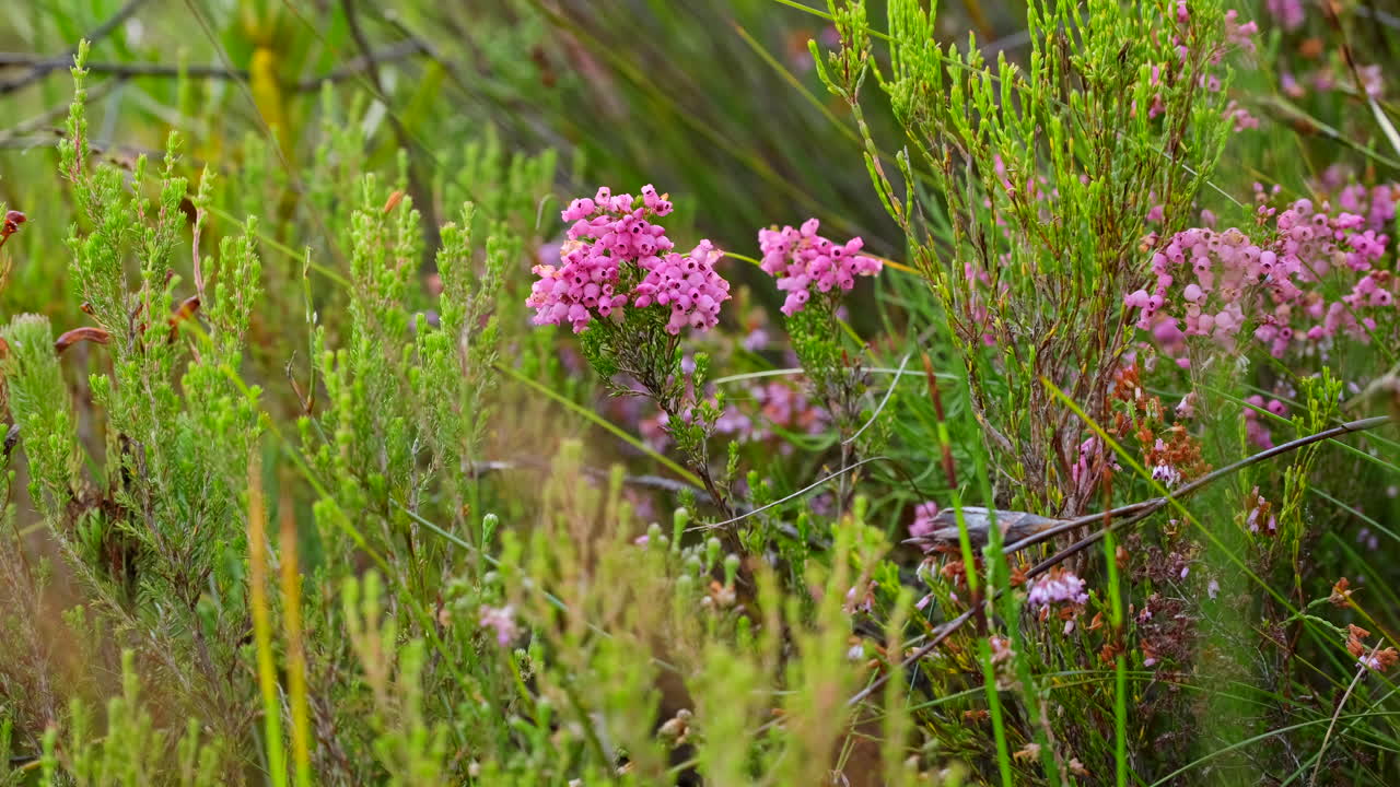 racimos de flores tubulares de erica o brezo de color rosa brillante en la vegetación del fynbos