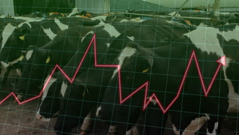 holstein cows feeding at trough under metal rails, overlaying red growth graph on transparent grid