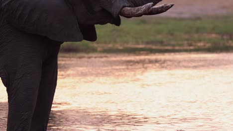 Medium-shot-of-an-African-elephant-lifting-his-trunk-while-standing-in-the-water,-Khwai-Botswana