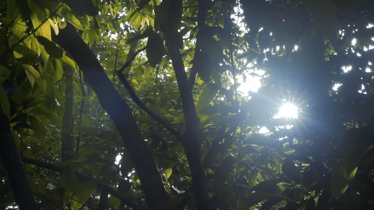las llamaradas solares que vienen a través de las ramas del bosque tropical en un fondo de hora dorada