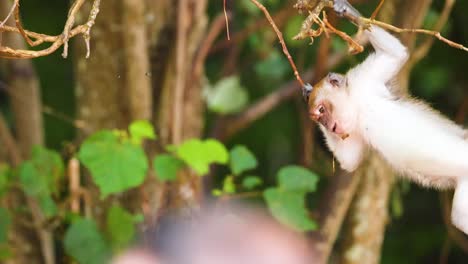 A monkey energetically swings through tree branches