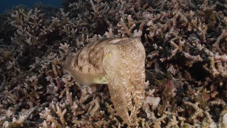 Sepia,-cuttlefish-on-a-tropical-coral-reef-changing-color-and-texture-to-camouflage-and-blend-with-the-environment