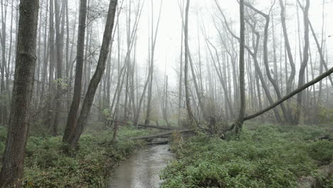 Misterioso-Bosque-Desierto-Con-Un-Arroyo-Envuelto-En-Niebla