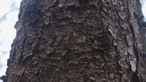 View of aged pine tree trunk from the bottom looking upward