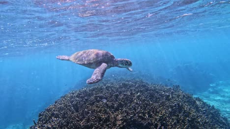 Primer-Plano-De-Una-Tortuga-Marina-Verde-Flotando-Sobre-Un-Arrecife-De-Coral-En-El-Mar-Azul-Tropical