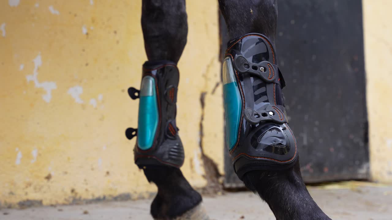 Close-up of Horse Boots