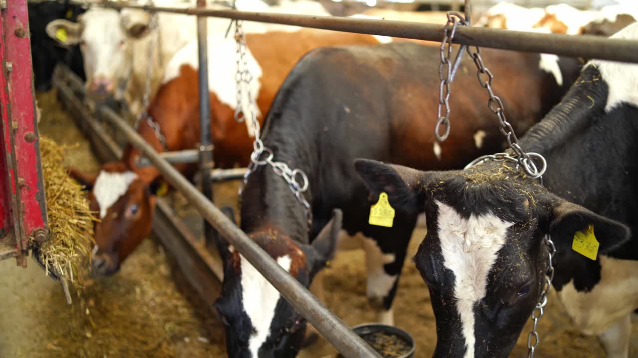 Fila di mucche che mangiano fieno nella stalla di una fattoria da latte. Mucche nella stalla che mangiano fieno versato dal rimorchio di un trattore all'interno.