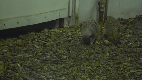 static footage of zoo wildlife, group of meerkats scurry across the mulch covered ground in tallinn zoo natural enclosure. furry small mammals forage, dig and observe their surroundings. wild behavior