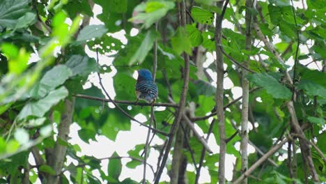 Perched-on-a-branch-looking-to-the-right-then-flies-up-to-deliver-food-to-its-nestlings,-Banded-Kingfisher-Lacedo-pulchella,-male,-Kaeng-Krachan-National-Park,-Thailand