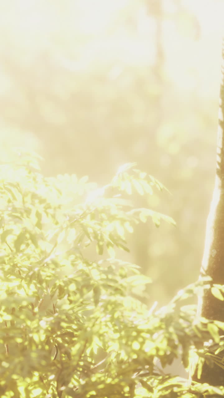 Sunlight filters through trees in a serene forest setting during golden hour