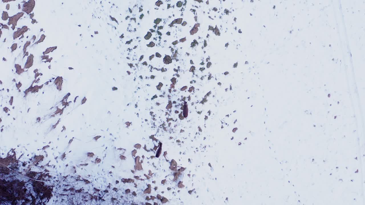 겨울철 설원에서 먹이를 찾는 야생 사슴 한 쌍