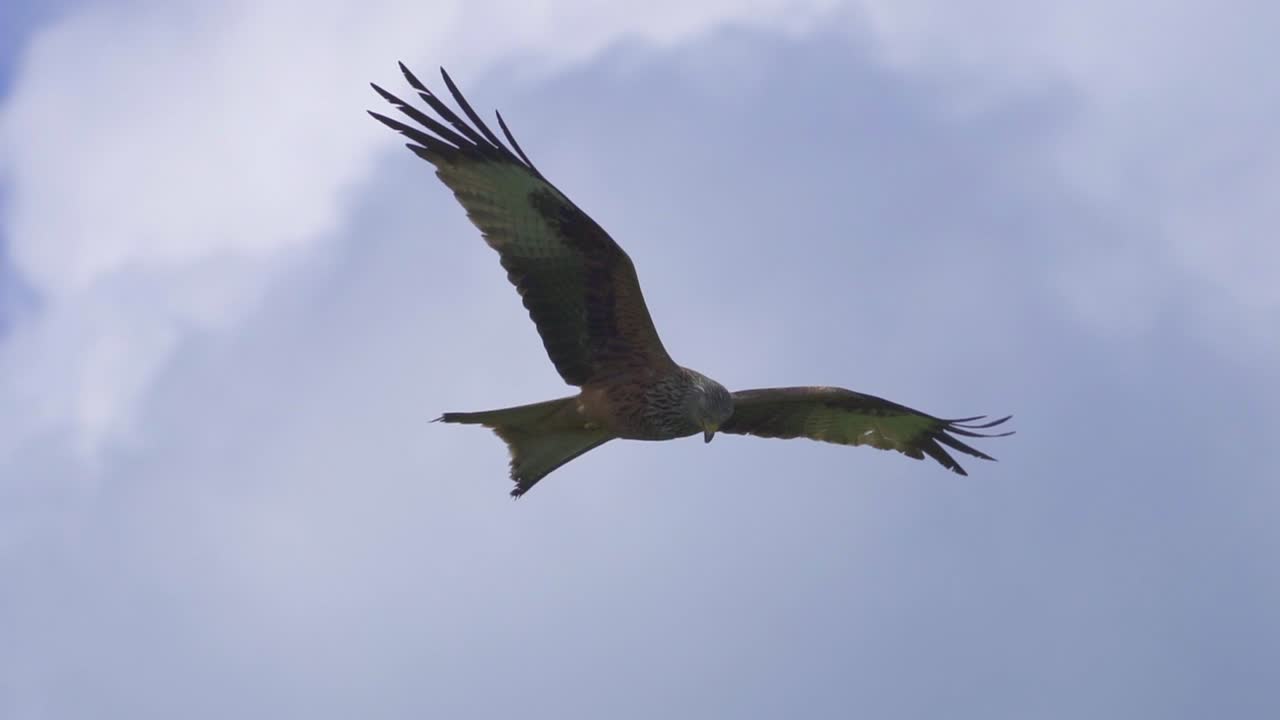 cometa roja milvus volando en el aire durante un día nublado, tiro de pista de cerca
