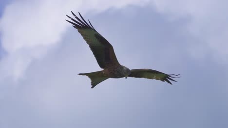 red kite milvus soaring in the air during cloudy day, close up track shot