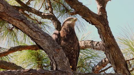 Close-up-of-a-young-bald-eagle-scratching-it's-head,-then-preening-it's-belly