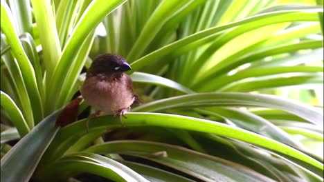 sparrow-perched-on-foliage-on-flowers-in-pots