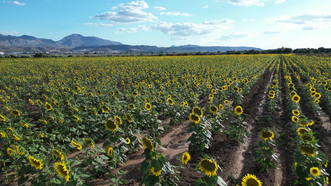 Video with a drone flying over an extensive field of sunflowers at sunset on a blue sky with white clouds