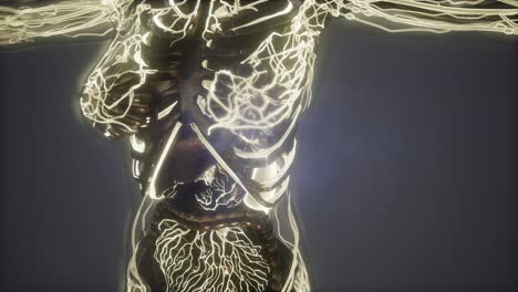 cuerpo humano con vasos sanguíneos brillantes