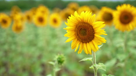 swaying beautiful blossoming sunflower in the field of yellow flowers. close up. agricultural field at backdrop in blur.