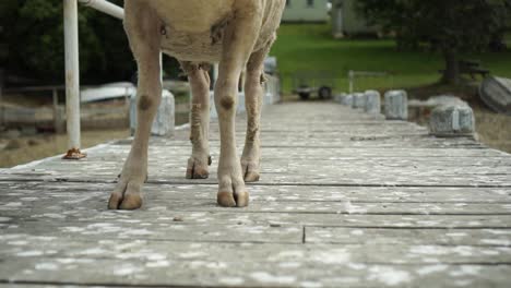 SLOWMO---White-shaved-sheep-walking-on-dock,-New-Zealand